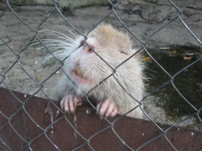 Прикрепленное изображение: IMG_1594.JPG